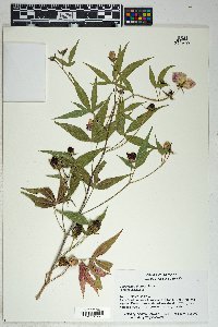 Gossypium thurberi image