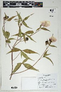 Gossypium thurberi image