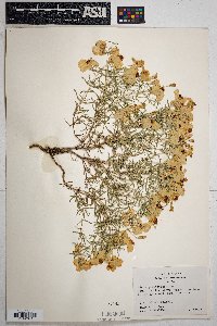 Zinnia grandiflora image