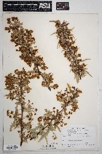 Mahonia haematocarpa image