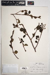 Alnus oblongifolia image