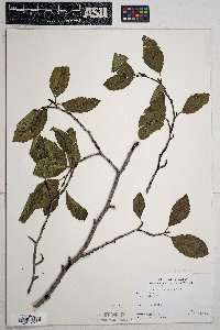 Alnus oblongifolia image