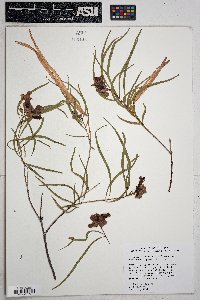 Chilopsis linearis subsp. linearis image