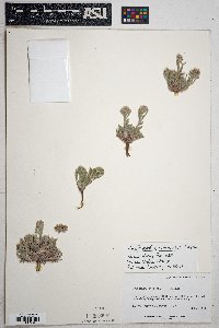 Oreocarya atwoodii image