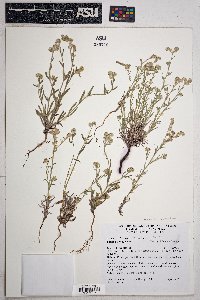Cryptantha barbigera image