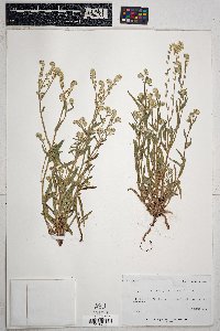 Cryptantha barbigera image