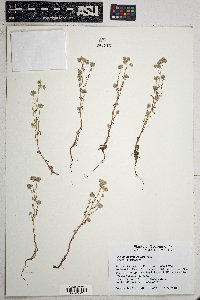 Cryptantha gracilis image