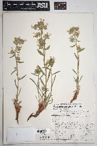 Oreocarya semiglabra image