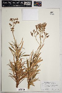 Eriodictyon angustifolium image
