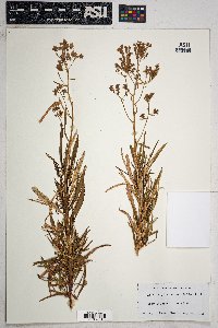 Eriodictyon angustifolium image