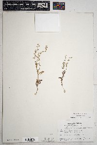 Eucrypta chrysanthemifolia image