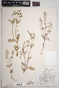 Eucrypta chrysanthemifolia image