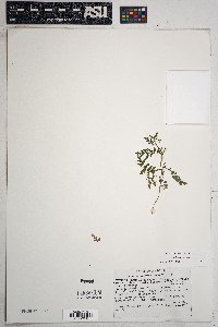 Eucrypta chrysanthemifolia var. bipinnatifida image