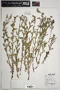 Heliotropium curassavicum image
