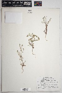 Eucrypta micrantha image