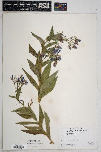 Mertensia franciscana image