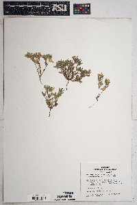 Nama hispida image