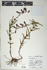 Penstemon kunthii image