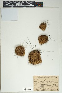 Opuntia polyacantha image