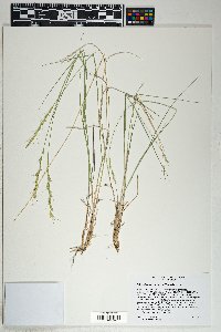 Elymus × saundersii image