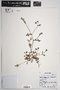 Pholistoma auritum image