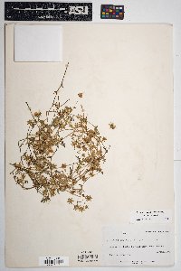 Pholistoma auritum image