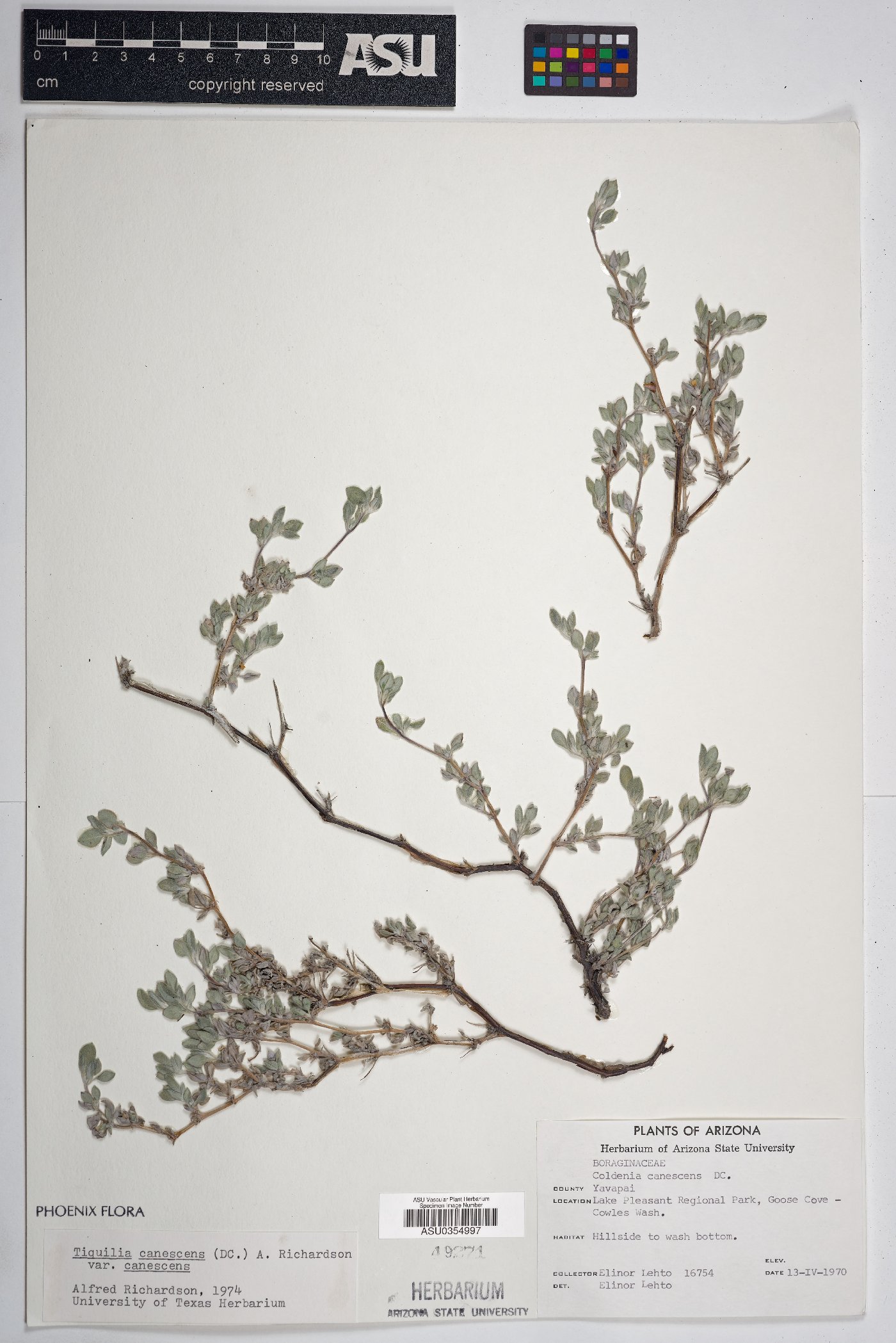 Tiquilia canescens var. canescens image