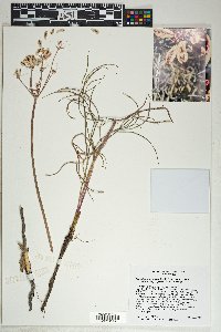 Lomatium simplex var. simplex image