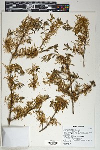 Quercus douglasii image
