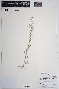 Caulanthus lasiophyllus image
