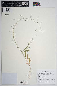Caulanthus lasiophyllus image
