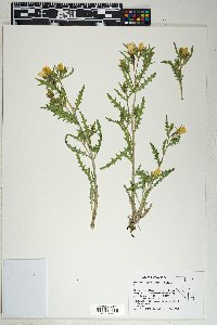 Mentzelia lagarosa image