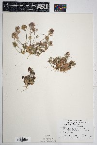 Draba cuneifolia image