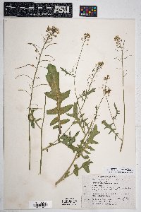 Dryopetalon runcinatum image