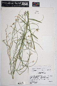 Hesperidanthus linearifolius image