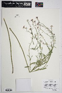 Schoenocrambe linearifolia image