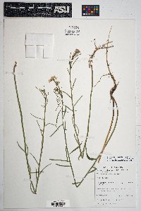 Hesperidanthus linearifolius image