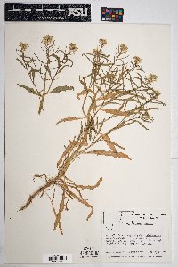 Erysimum repandum image