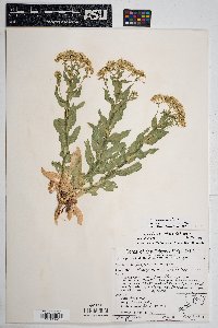 Lepidium draba image