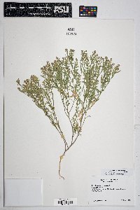 Lepidium lasiocarpum image