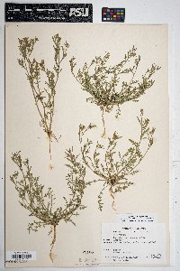 Lepidium lasiocarpum image
