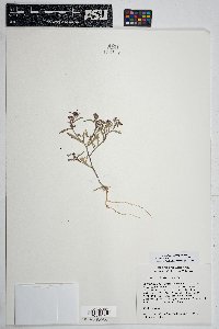 Lepidium lasiocarpum image