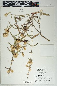 Brickellia oliganthes image