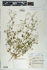 Chenopodium standleyanum image