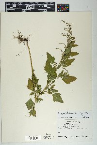 Chenopodium berlandieri image