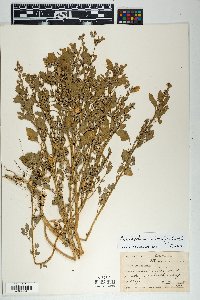 Chenopodium berlandieri image