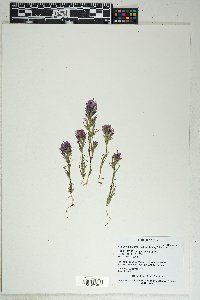 Castilleja exserta image