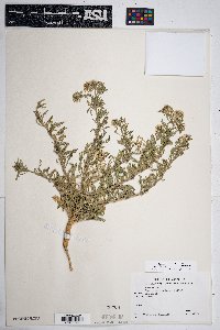 Lepidium thurberi image