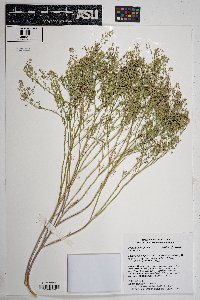 Lepidium virginicum var. menziesii image