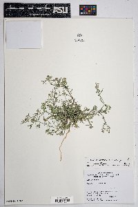 Lepidium lasiocarpum image